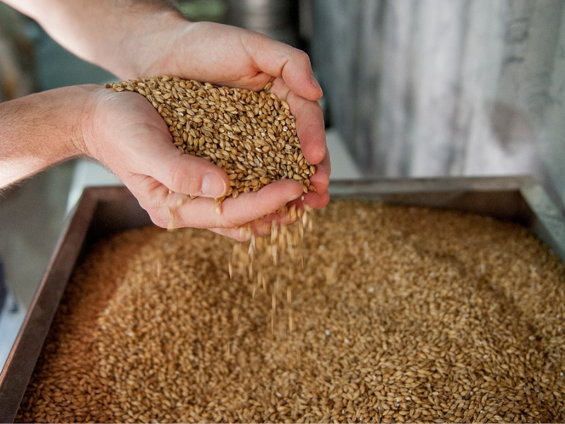 Barley