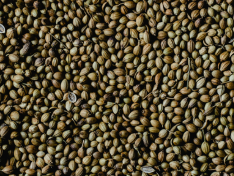 Coriander Seed