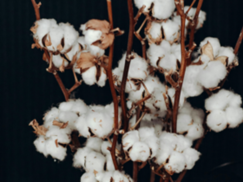 Cotton