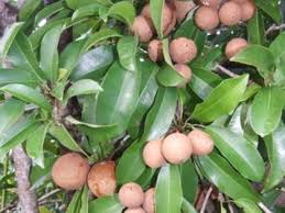 Chikudi
