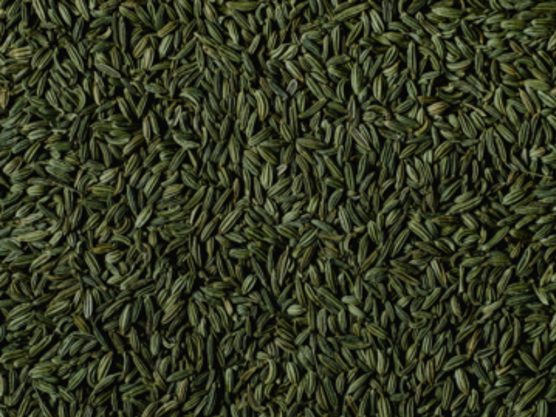 Fennel
