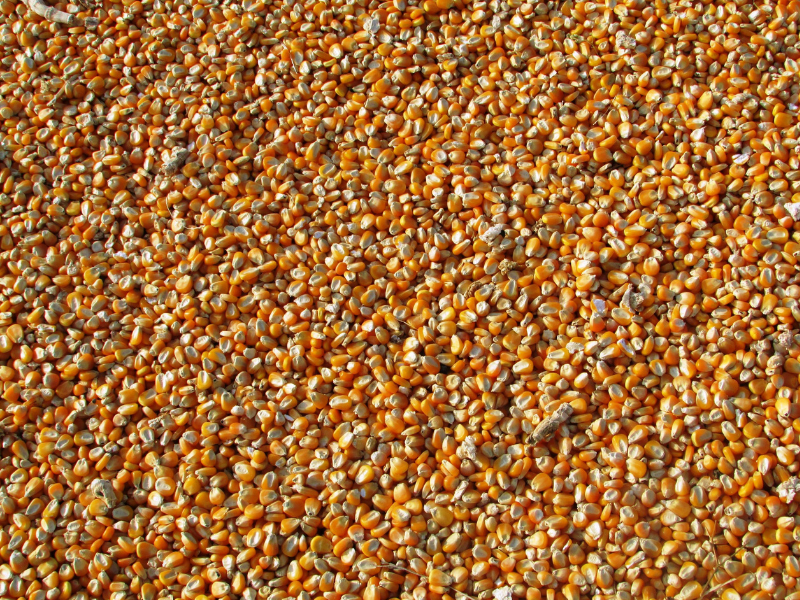 Maize