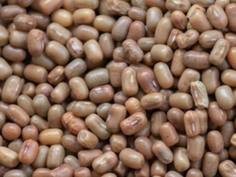 Moth bean
