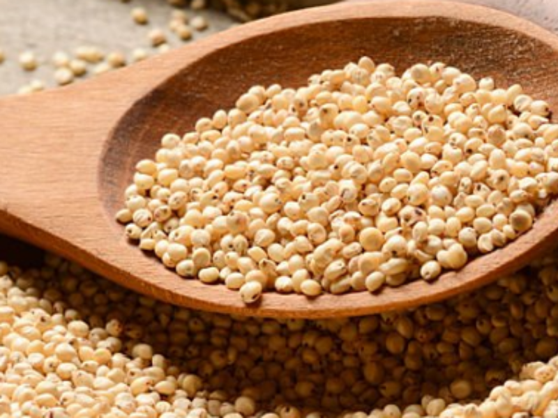 Sorghum
