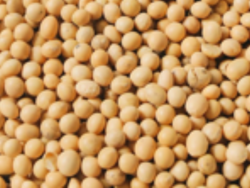 soybean