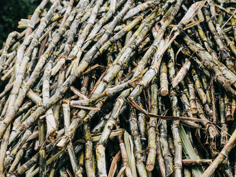 Sugarcane