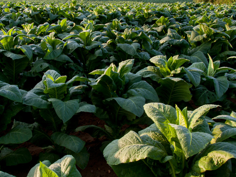 Tobacco