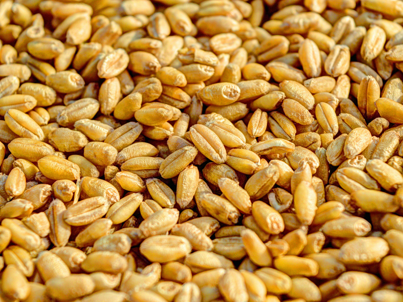 Wheat